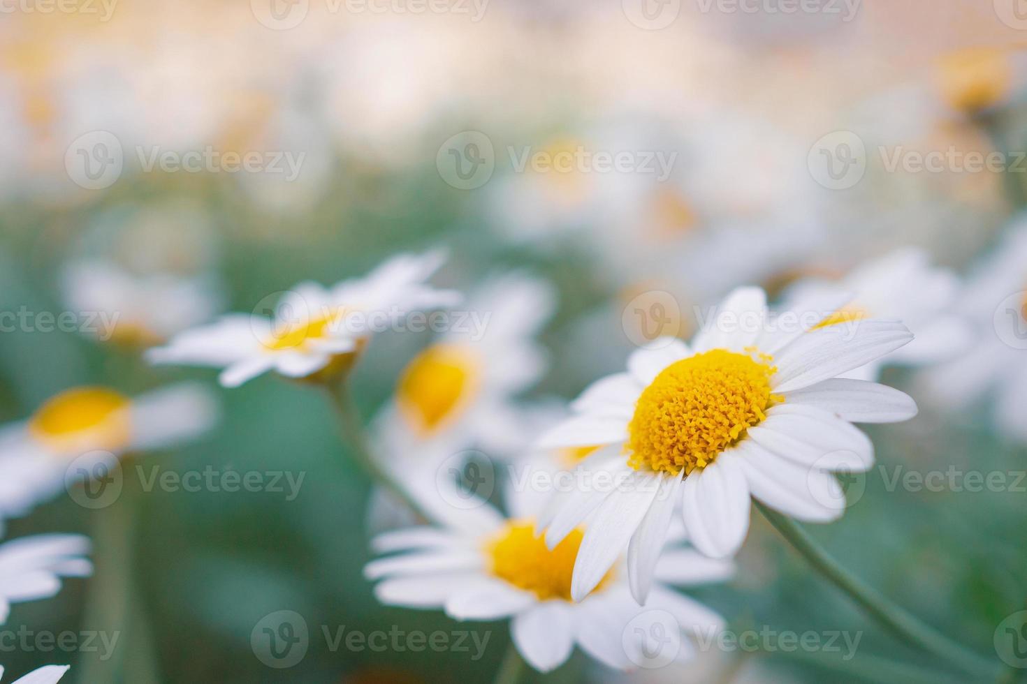 Beautiful white camomiles daisy flowers field on green meadow photo