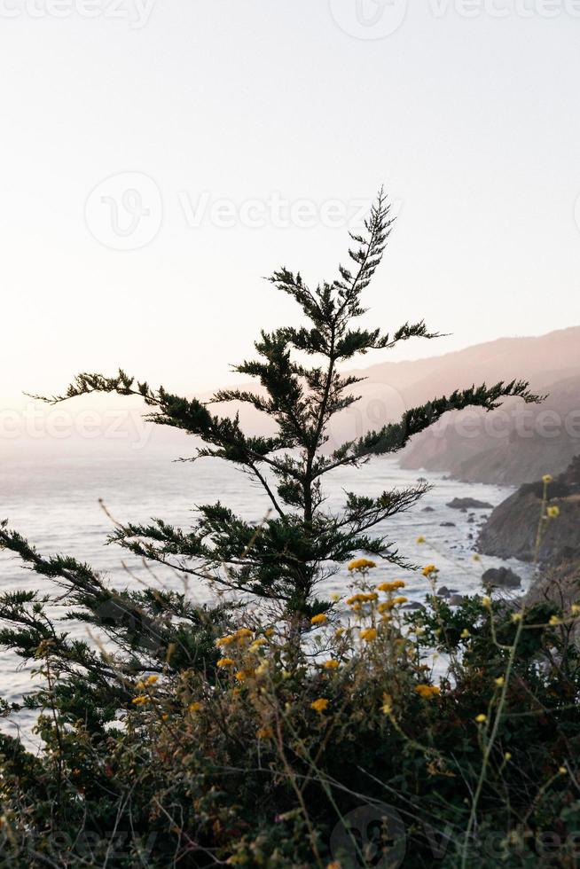 Trees and ocean view photo