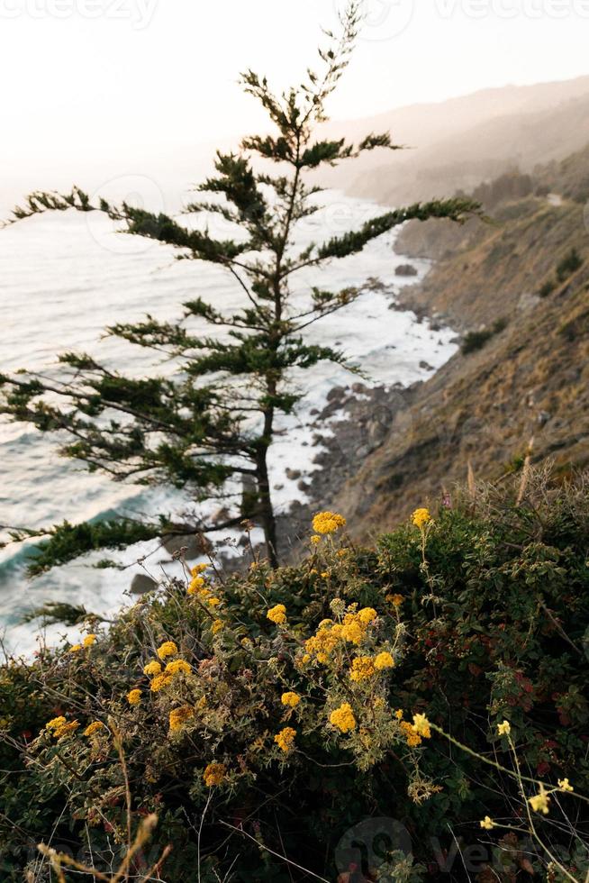 Trees and ocean view photo