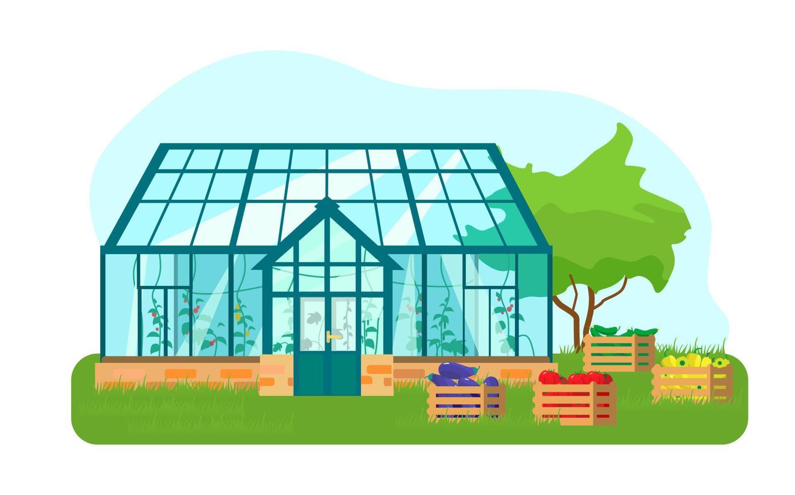 Vector illustration of greenhouse with different plants inside in flat style. Glass house with tomatoes and cucumber plants. Wooden boxes with vegetables.