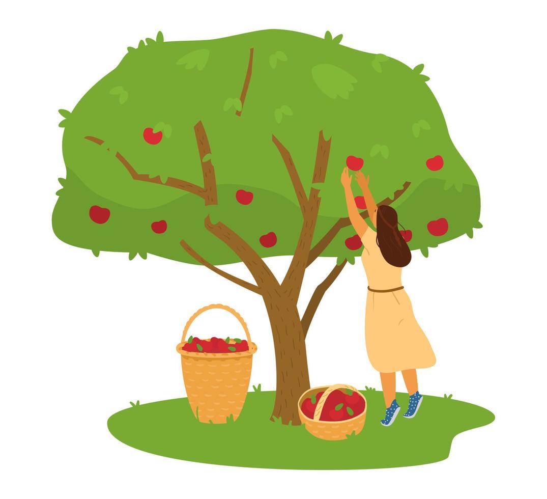 Woman Farmer Collecting Apples Harvest From Apple Tree Into Basket Vector Illustration.