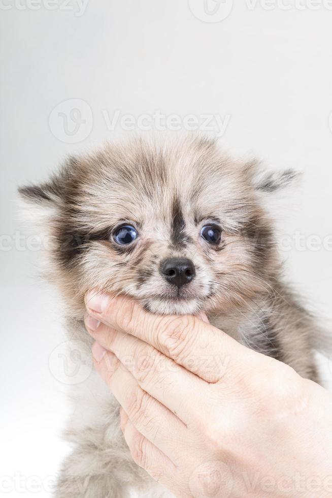 Pomeranian Spitz close up view photo