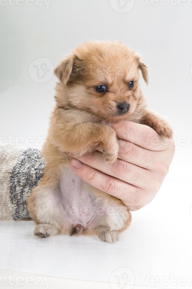 Chihuahua puppy close up view photo