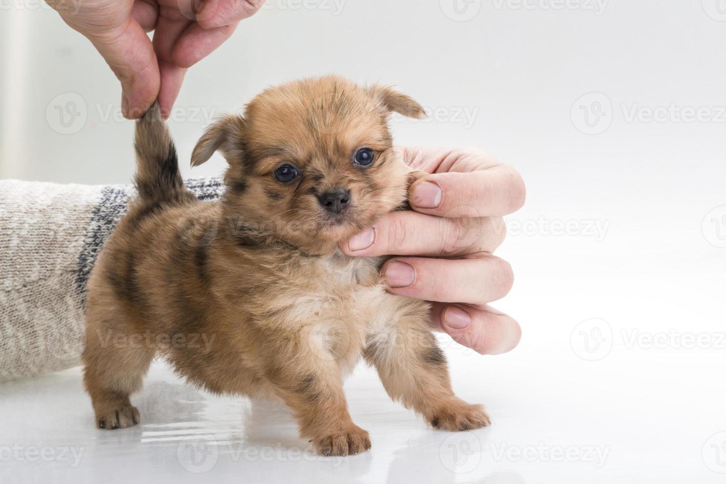 Cachorro chihuahua vista de cerca foto