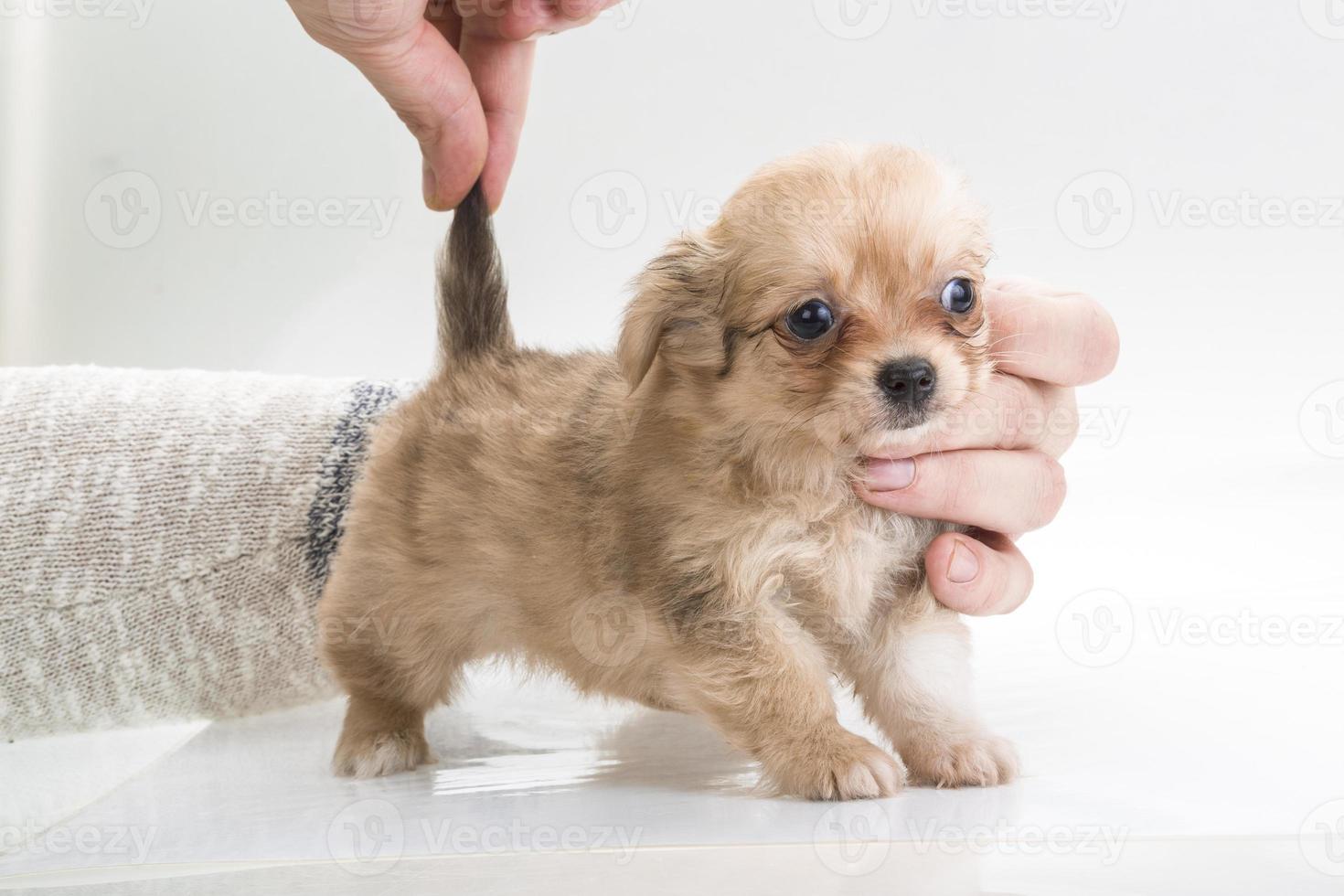Chihuahua puppy close up view photo