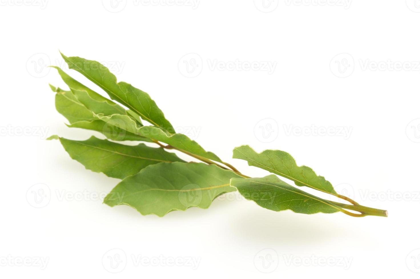 Green laurel leaves on the branch photo