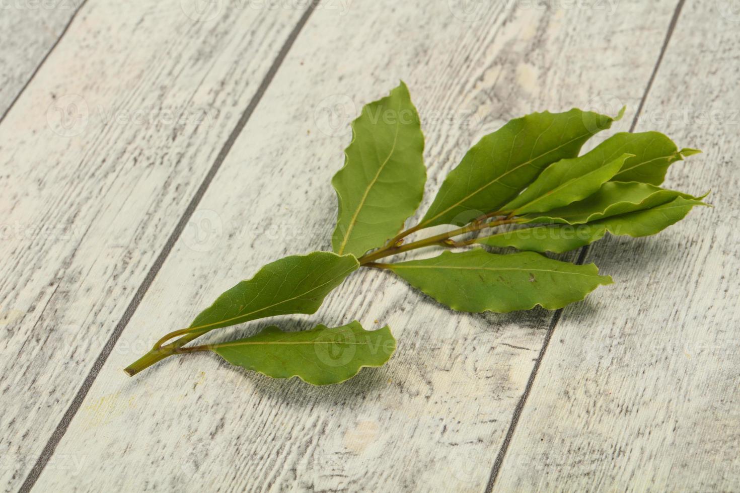 Green laurel leaves on the branch photo