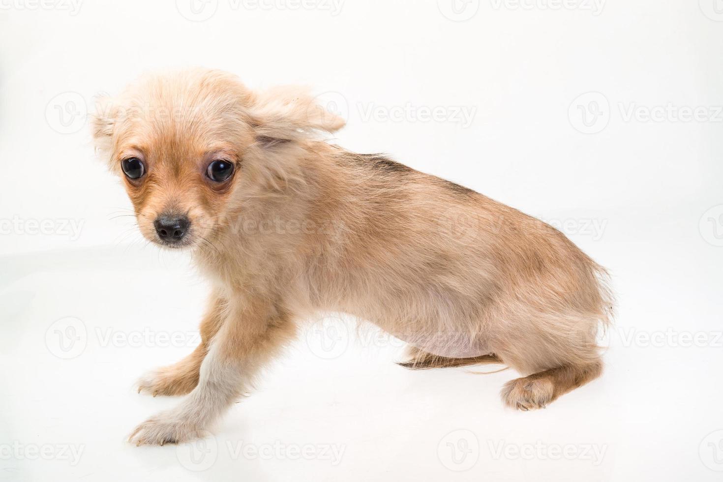 Toy terrier on white background photo