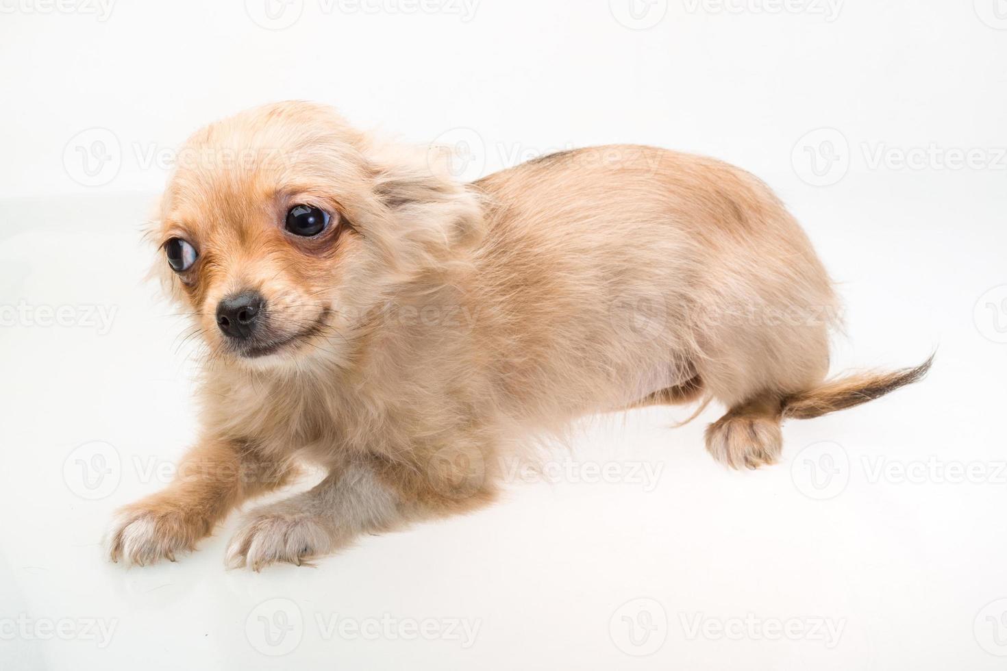 Toy terrier on white background photo