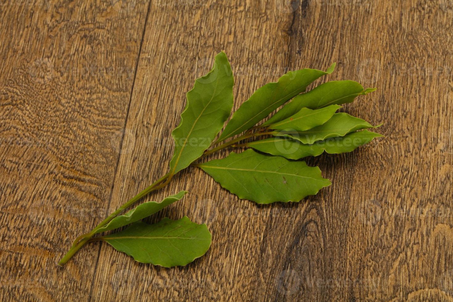 Green laurel leaves on the branch photo