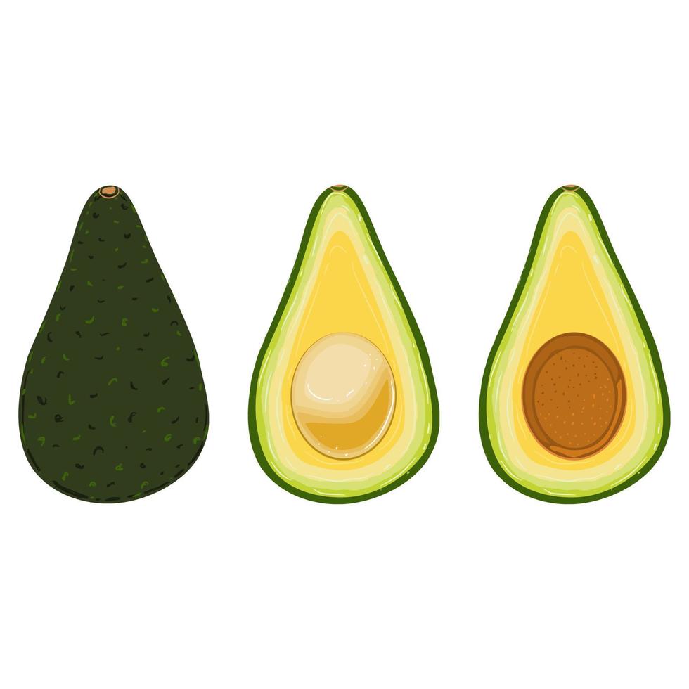 Characteristics of avocados. Fruit concept. Vector illustration.