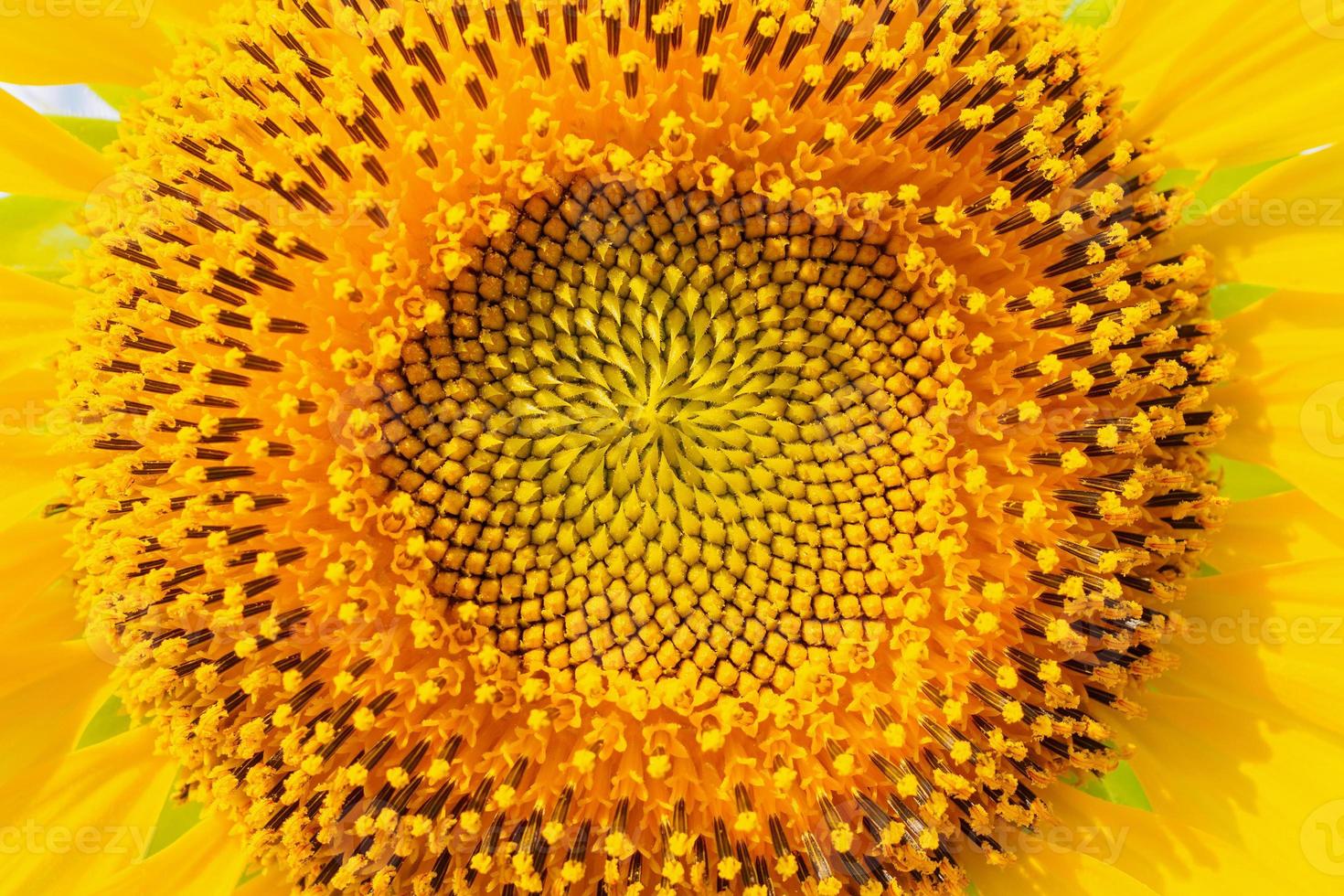 close up sunflower photo
