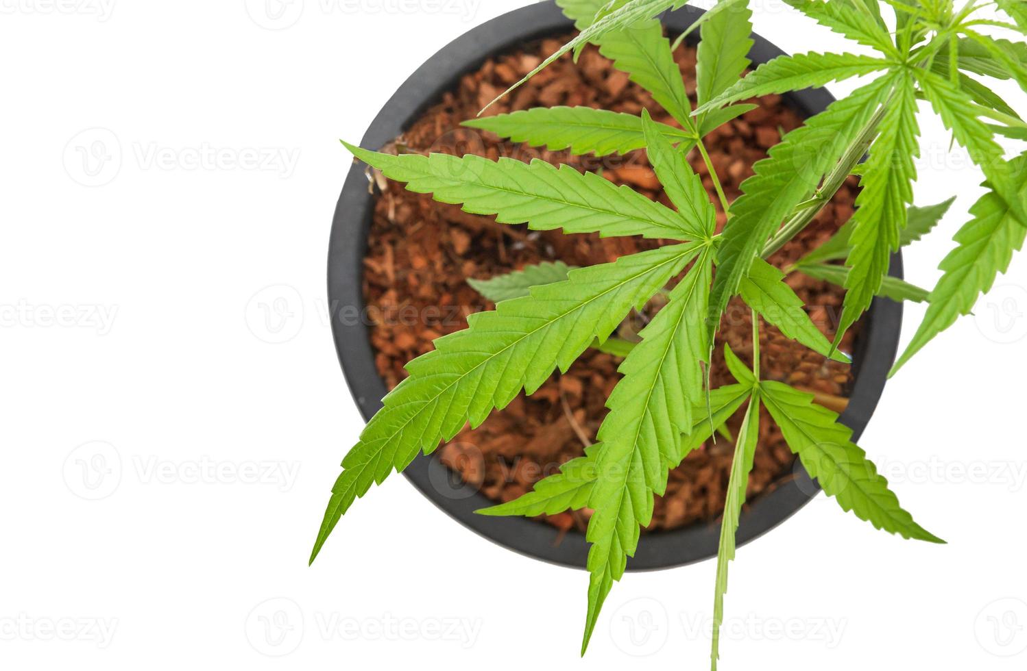 Close-up of cannabis leaves or a green hemp leaf on isolate white background, marijuana as a medicinal herb cutout of the backdrop with clipping path,top view,flatlay,top-down. photo