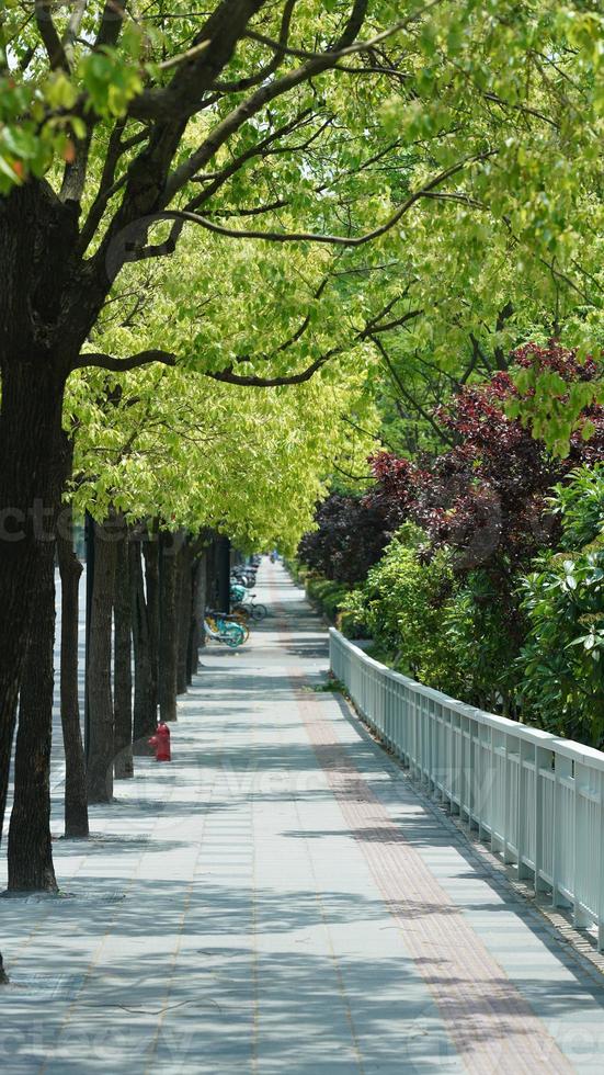 The long walkway lined by the green trees in summer photo