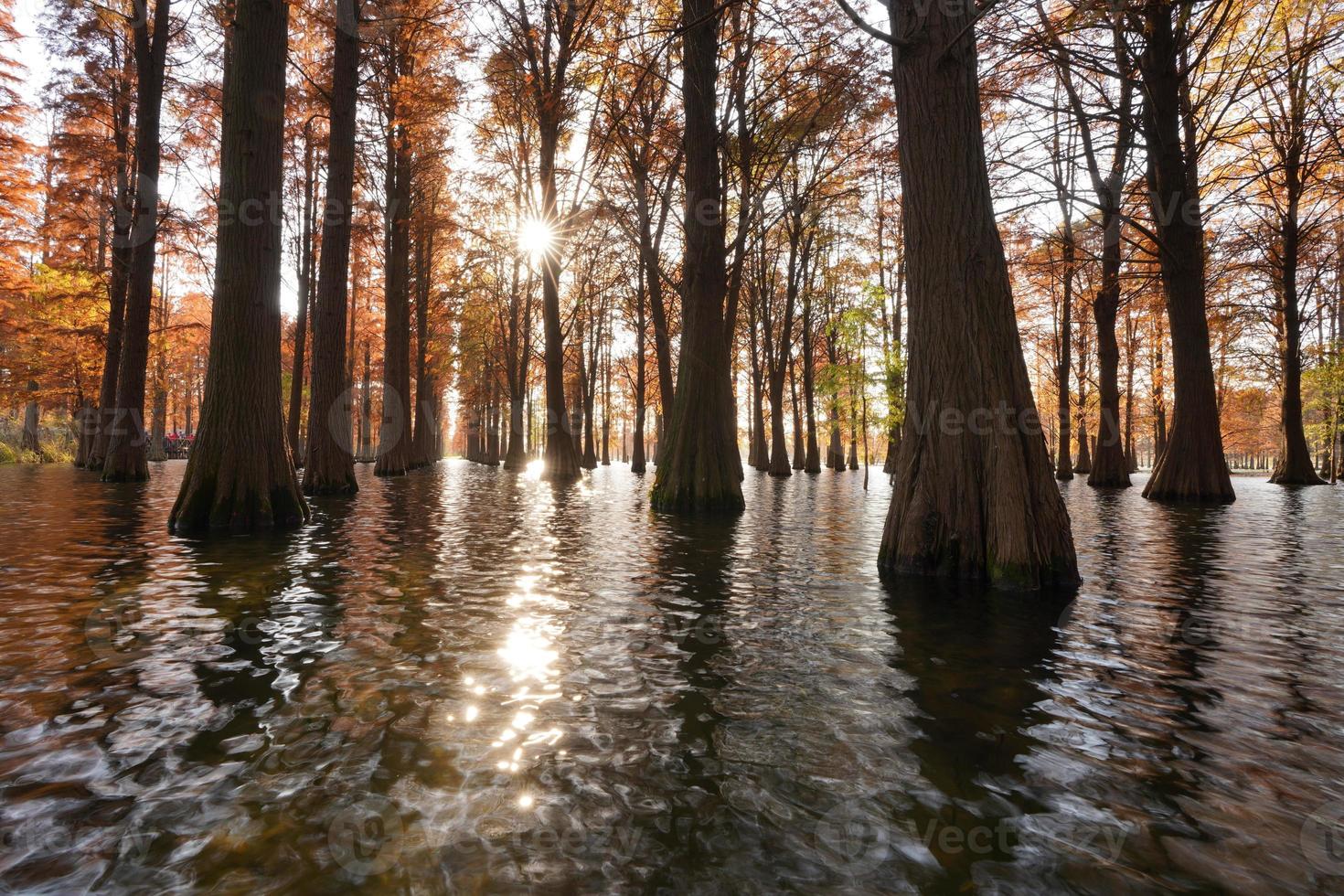 The woods view with the trees growing up on the water photo