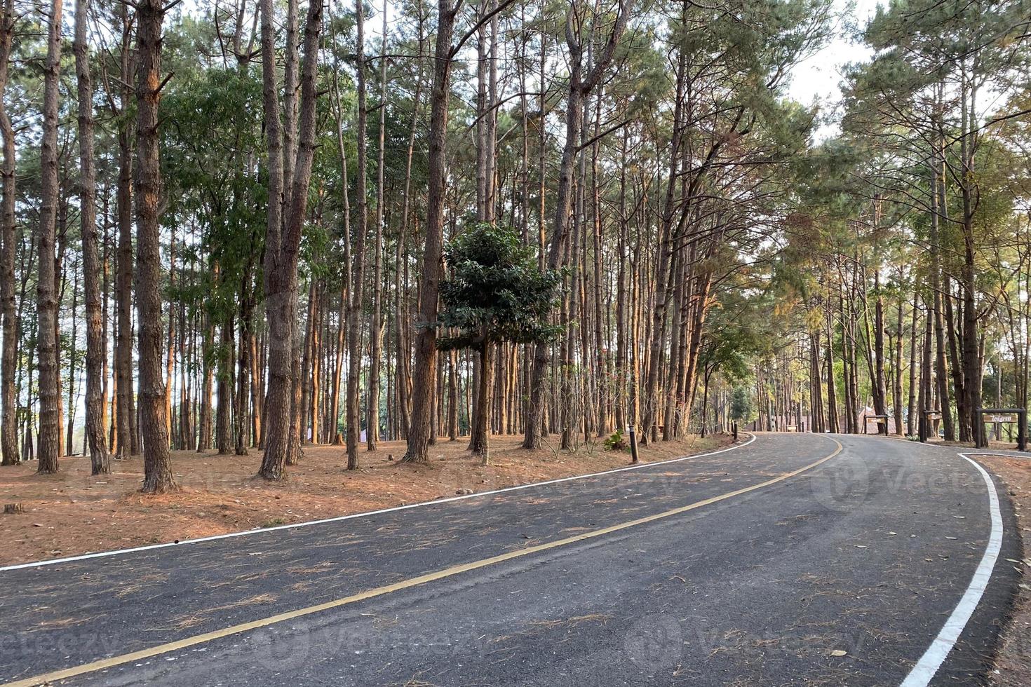 Road along the  pines in nature park photo