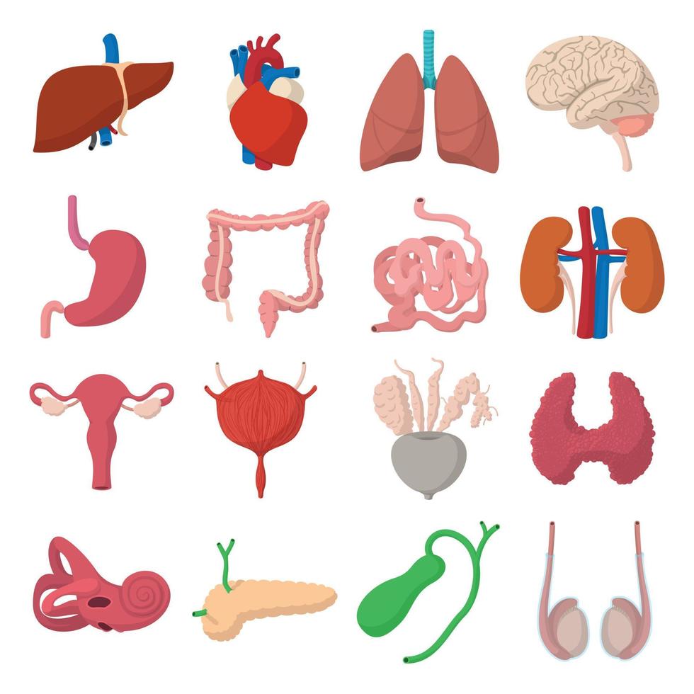 Internal organs cartoon icons vector