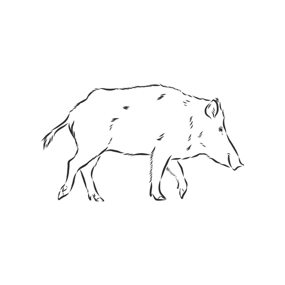 wild boar vector sketch