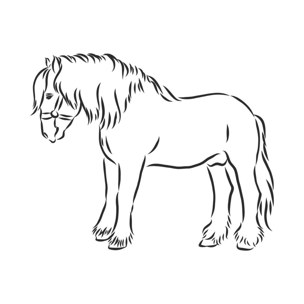 horse vector sketch