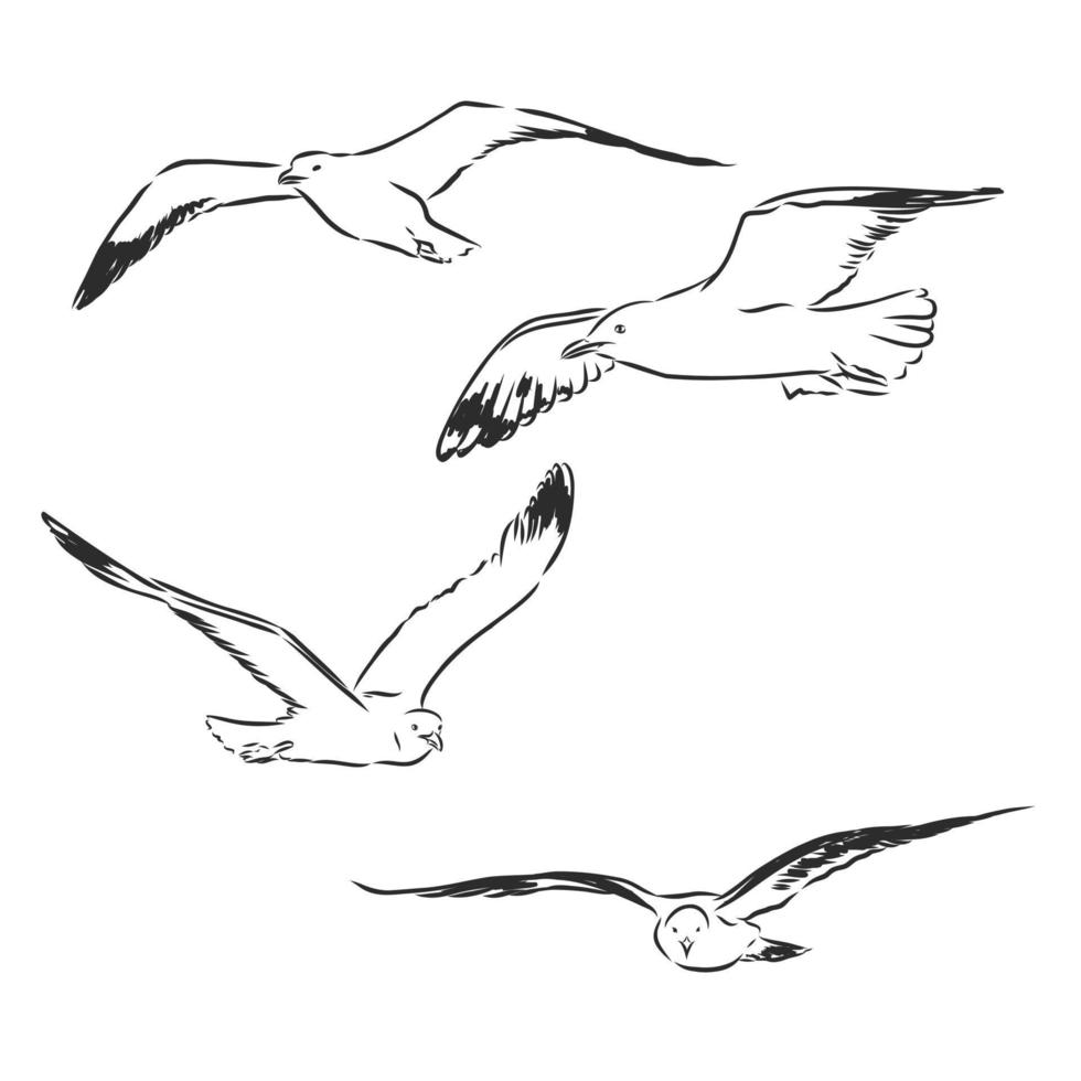 seagull vector sketch