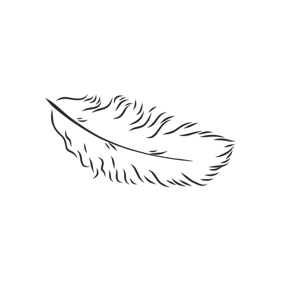 bosquejo del vector de la pluma de pájaro