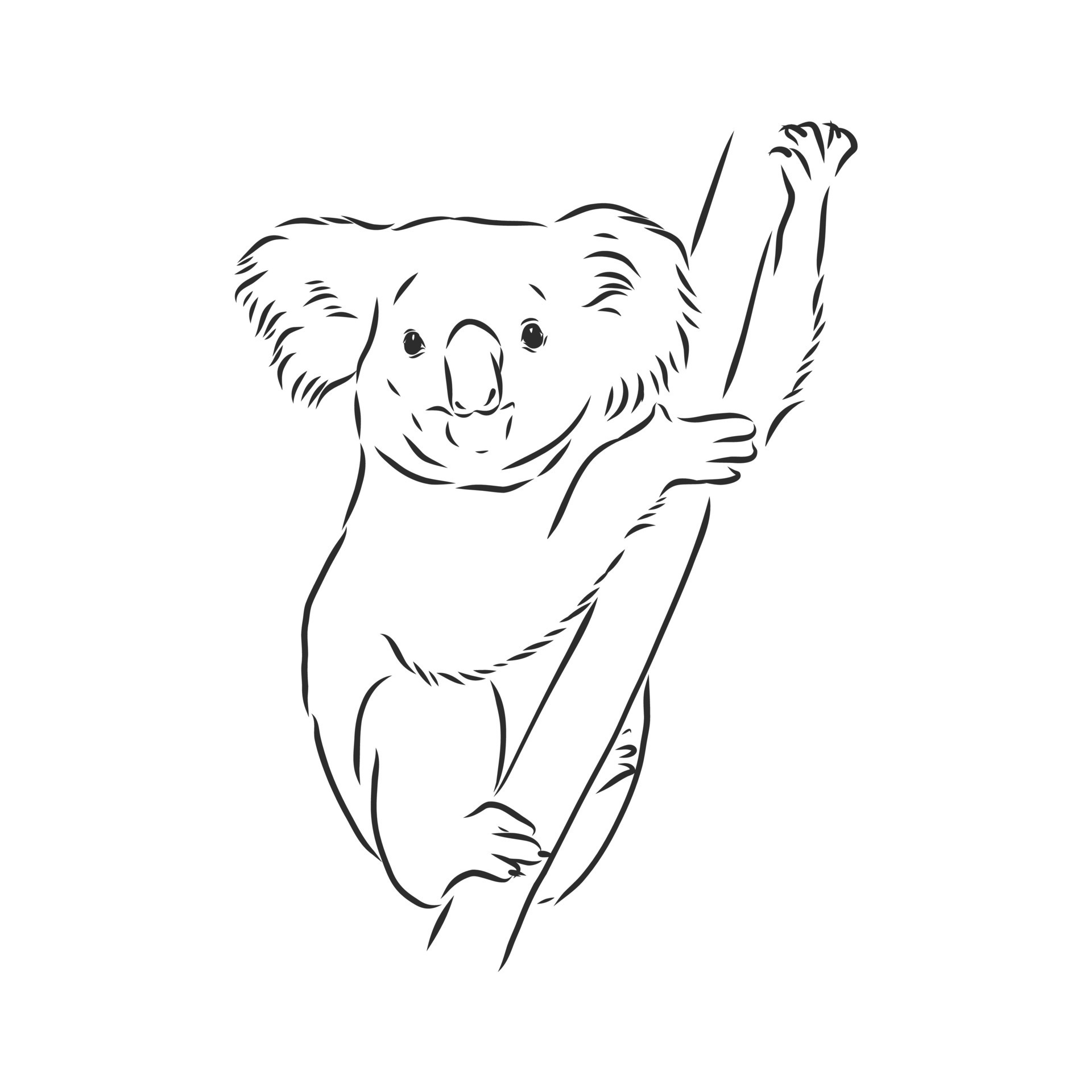 Коала рисунок