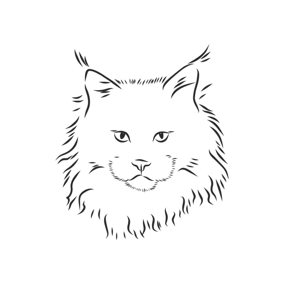 bosquejo del vector del gato maine coonbosquejo del vector del gato maine coon