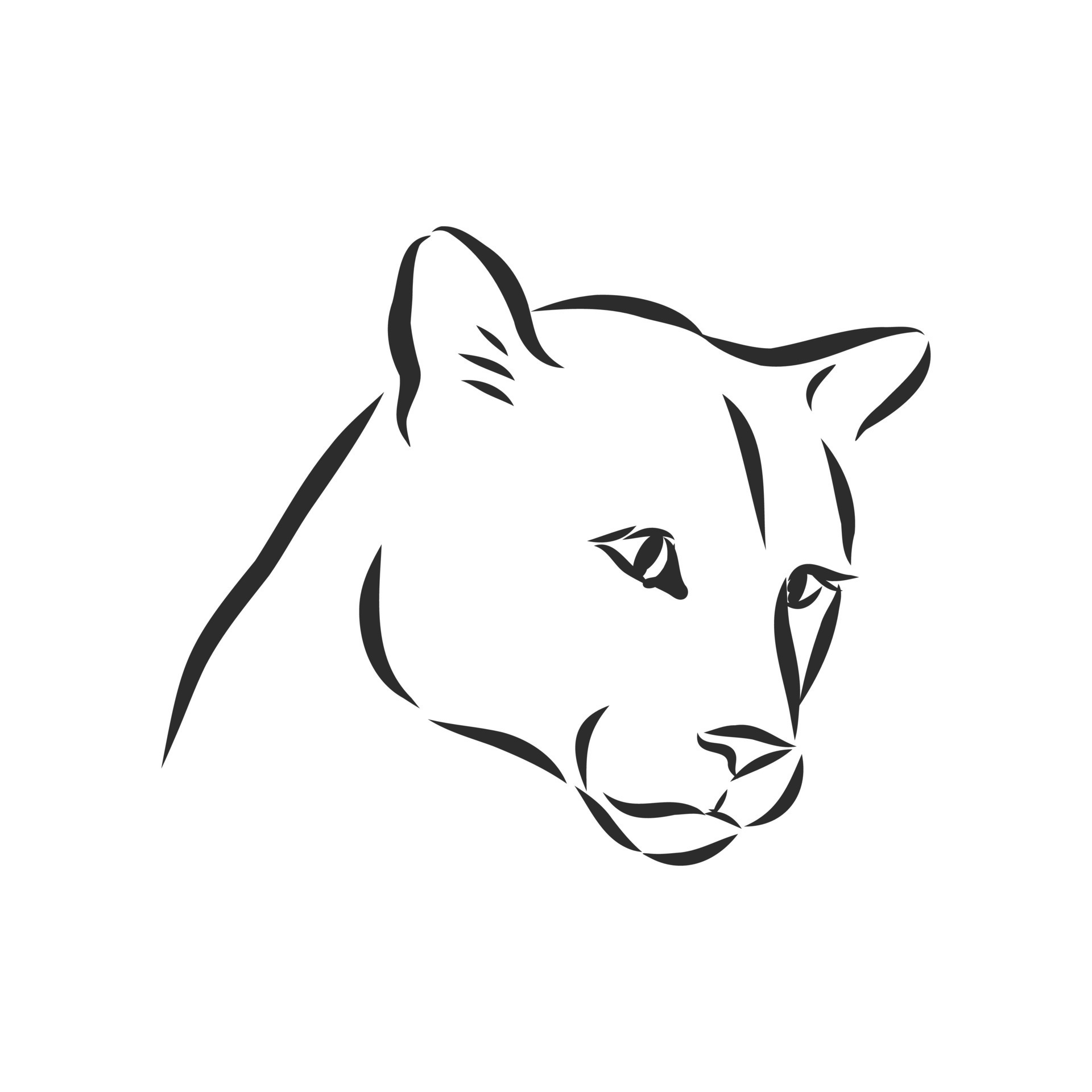 Easy Cougar Drawing