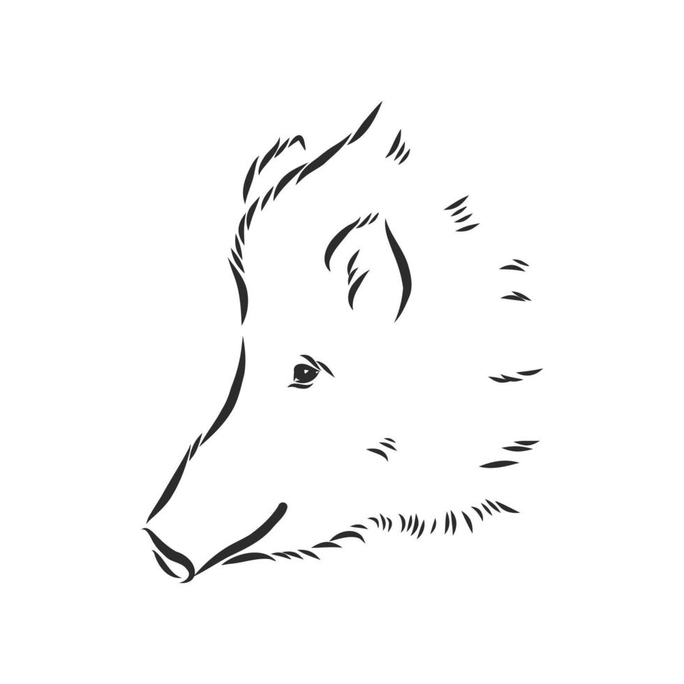 wild boar vector sketch