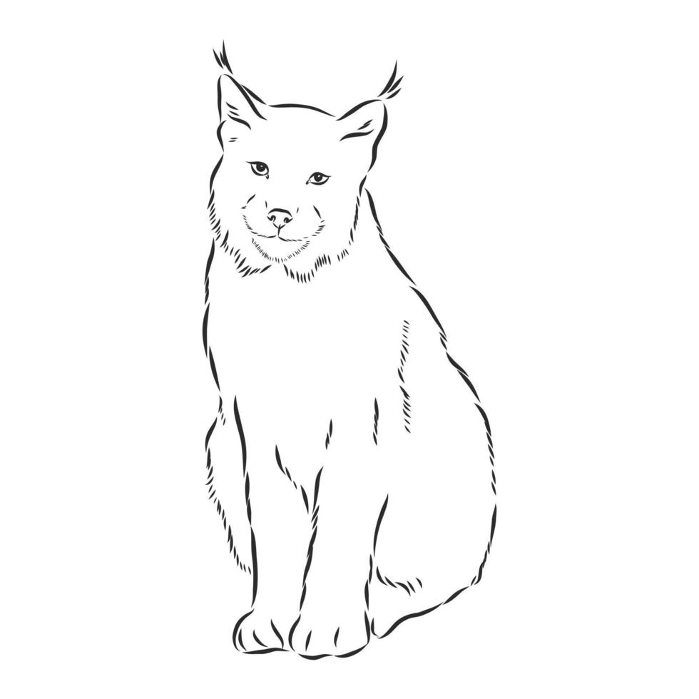 lynx vector sketch