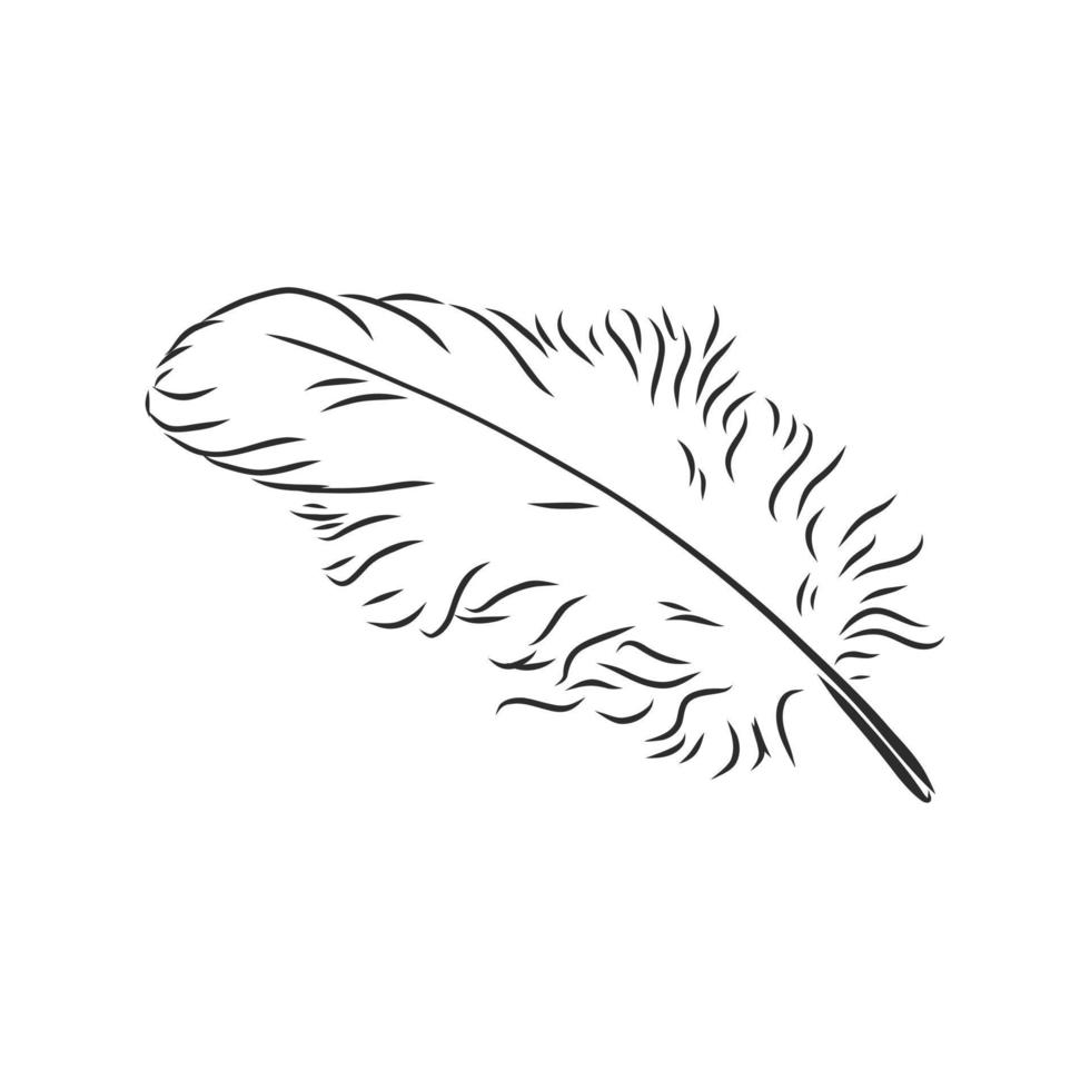 bosquejo del vector de la pluma de pájaro