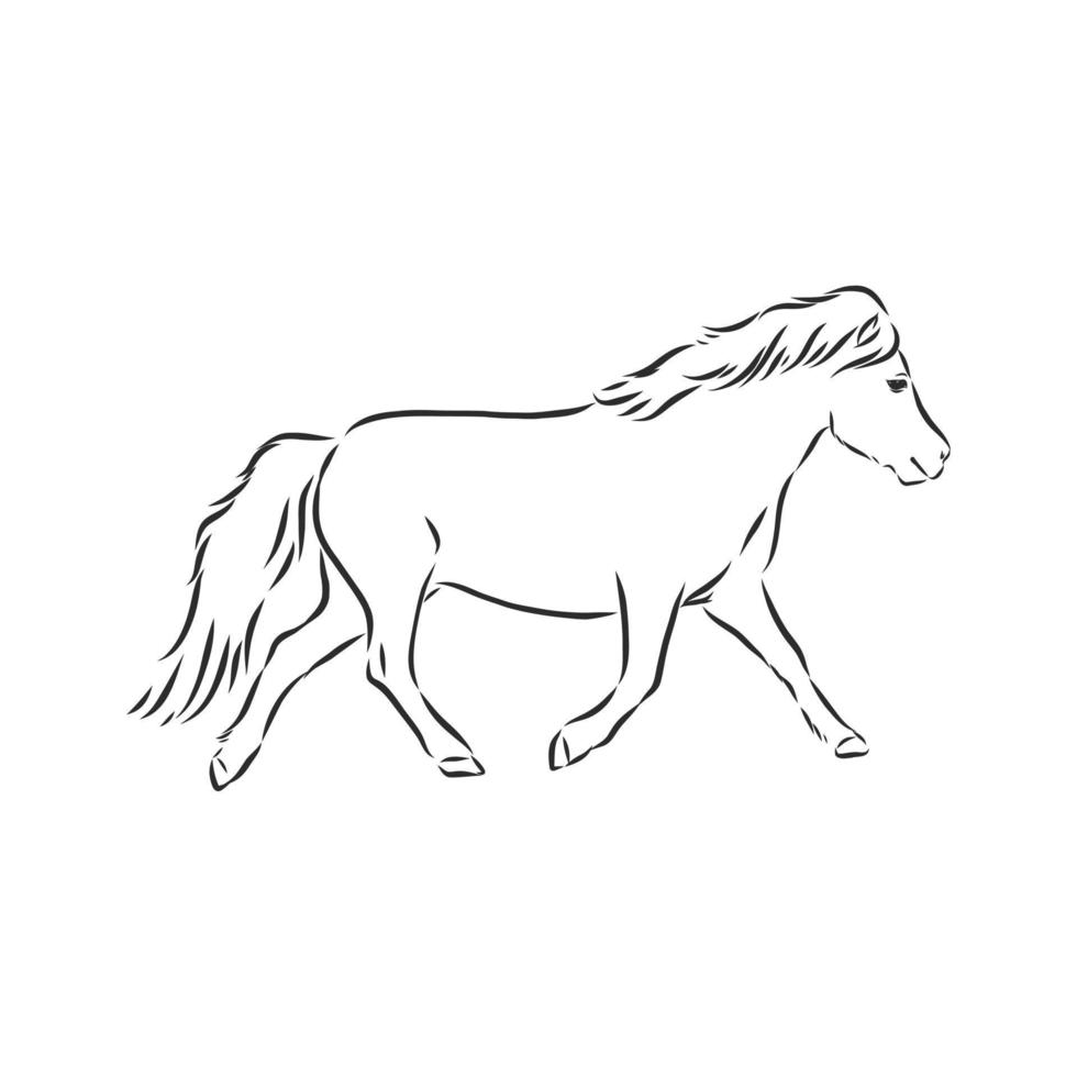 bosquejo del vector del caballo