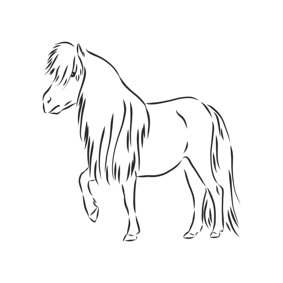 horse vector sketch