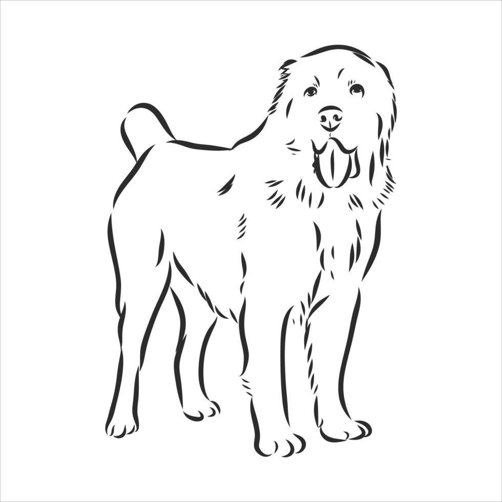 dog vector sketch