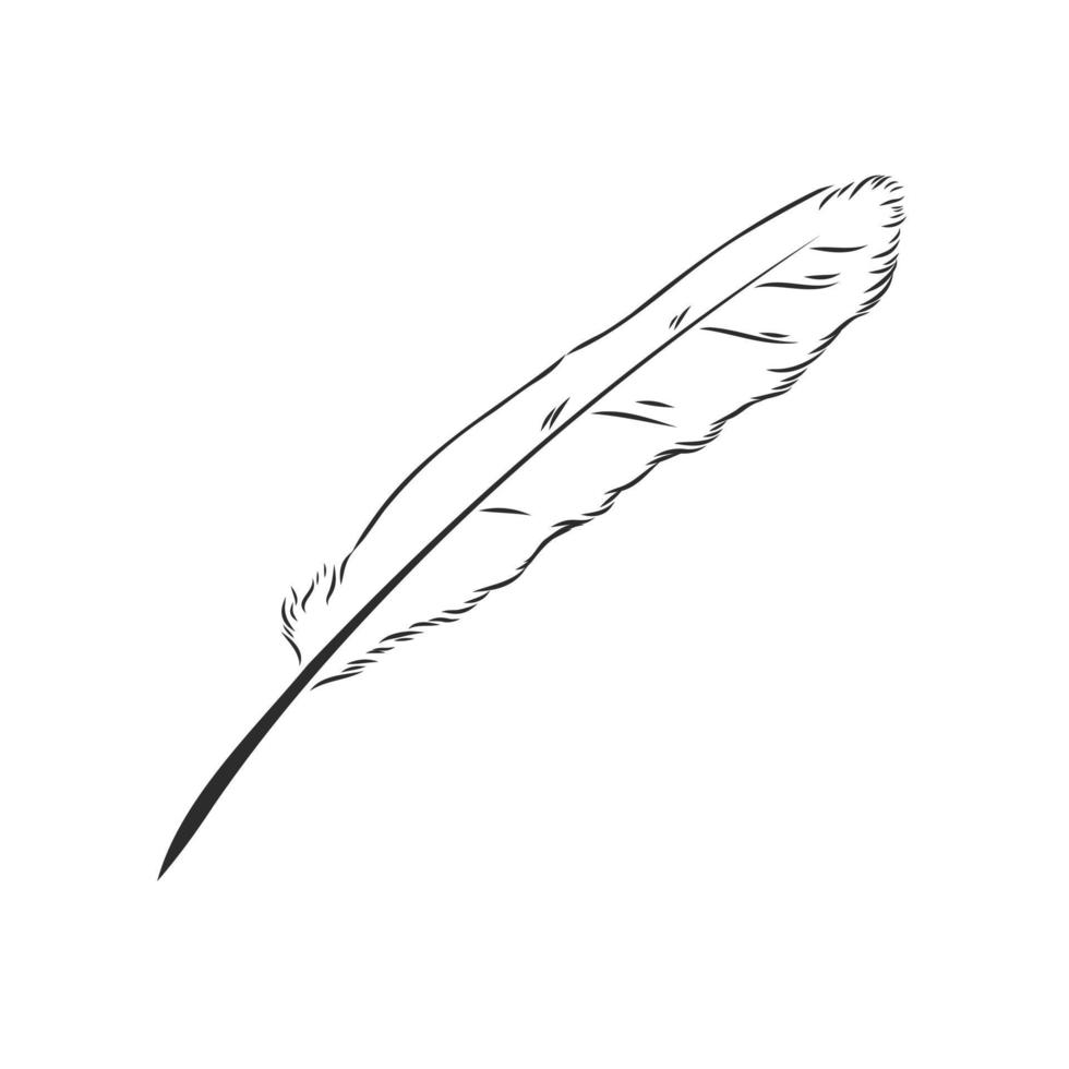 bird's feather vector sketch