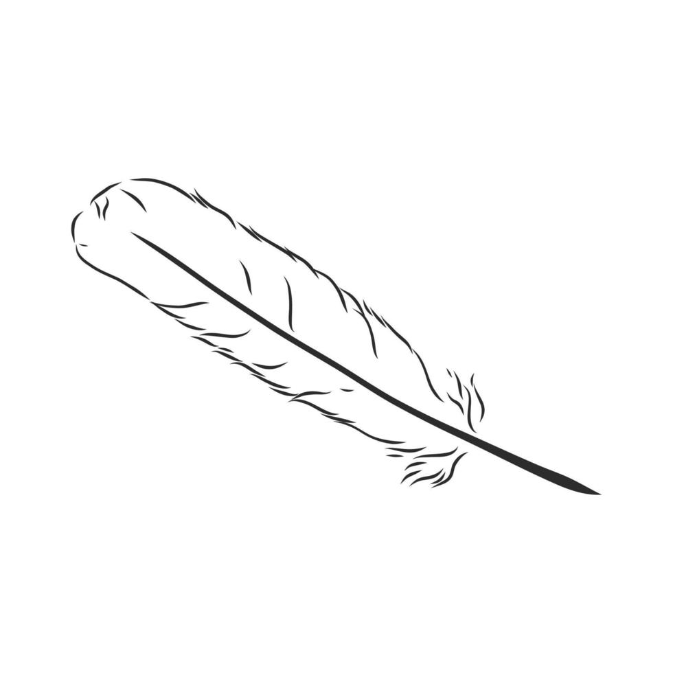 bird's feather vector sketch