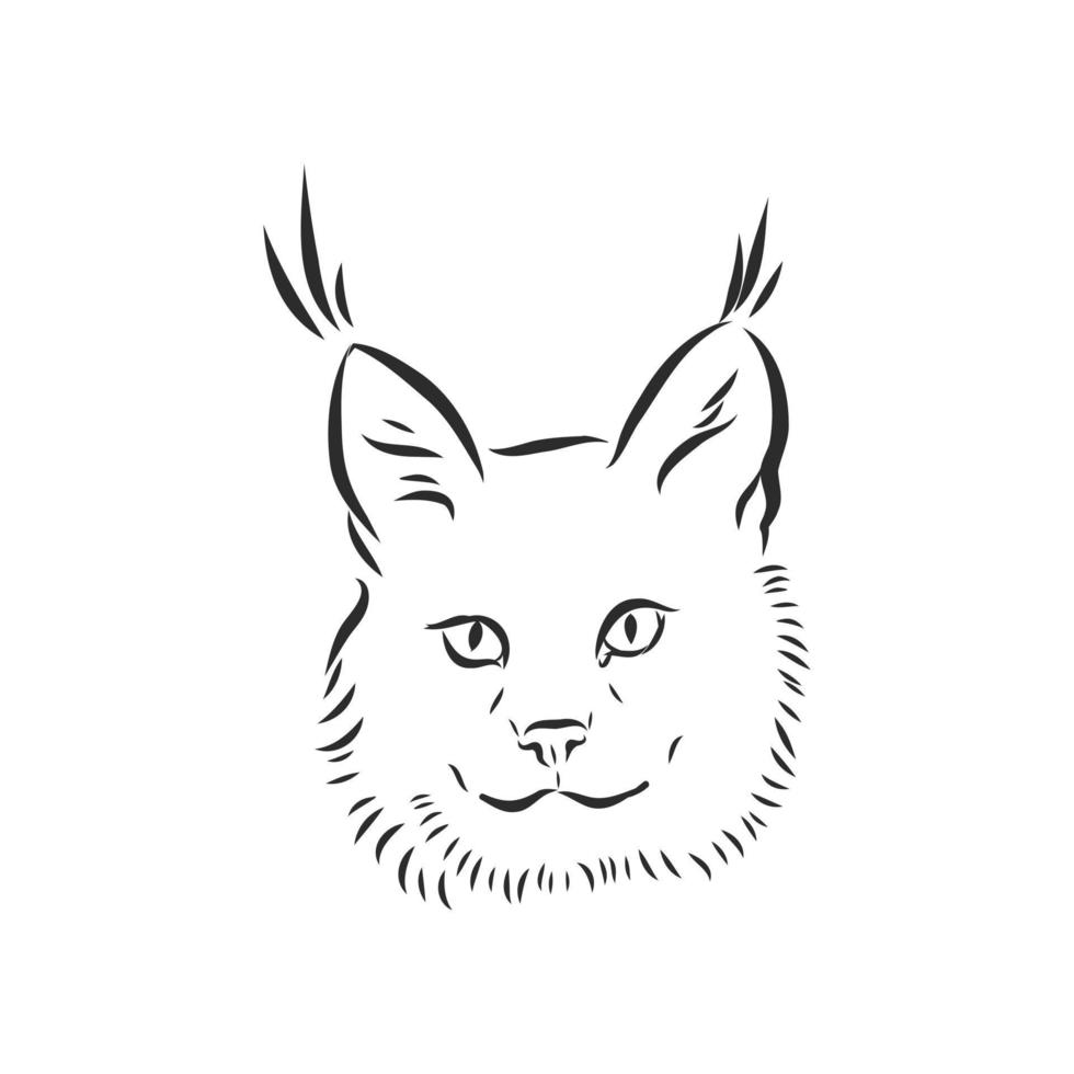 lynx vector sketch