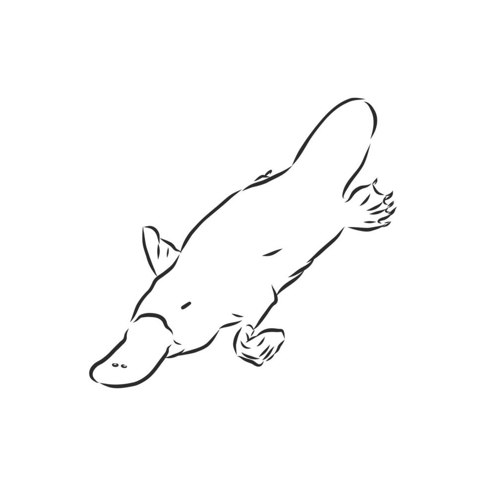 platypus vector sketch