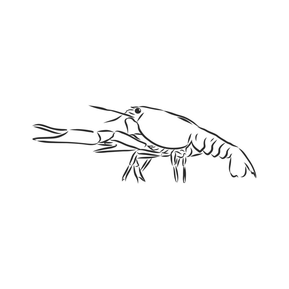 cancer animal vector sketch