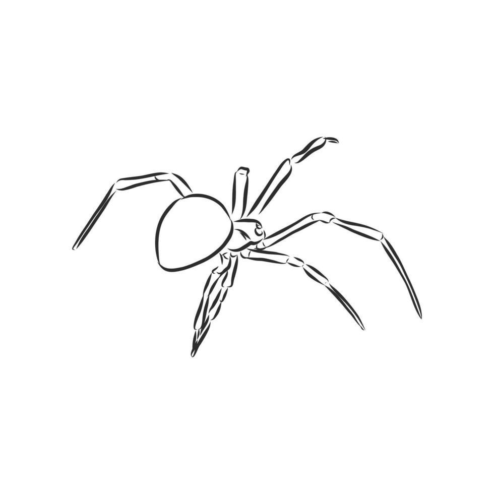 dibujo vectorial de araña vector