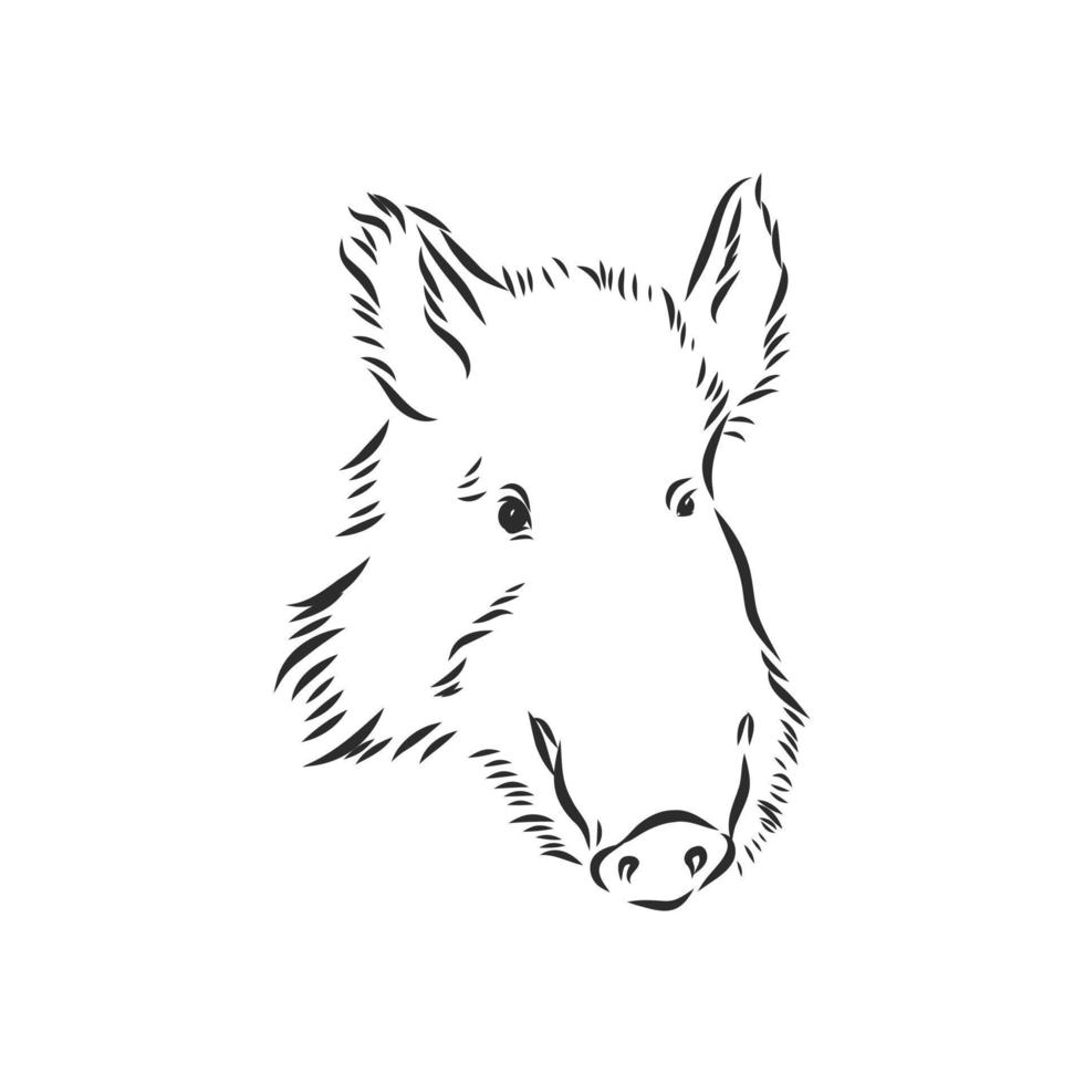 wild boar vector sketch