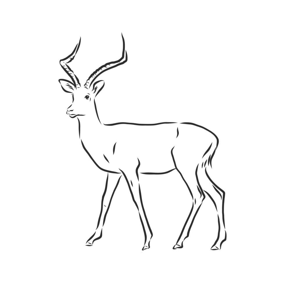 roe deer vector sketch