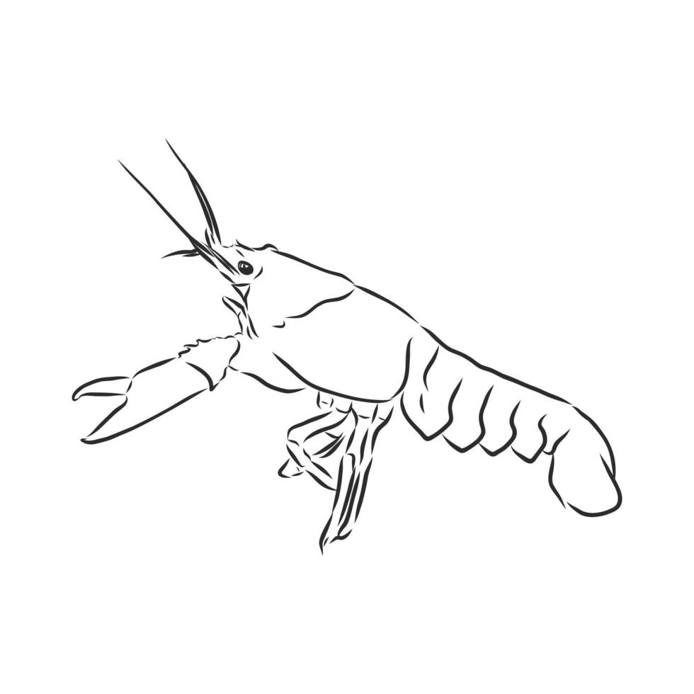 cancer animal vector sketch