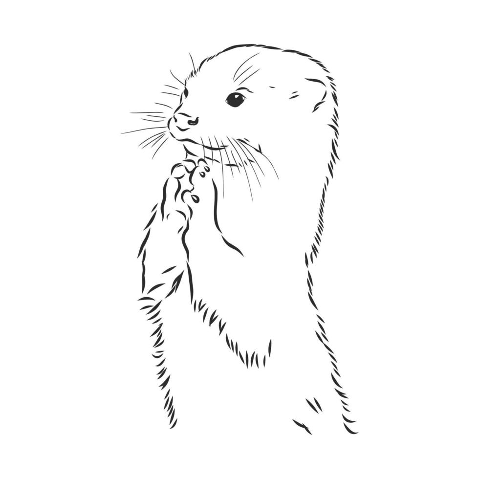 otter vector sketch