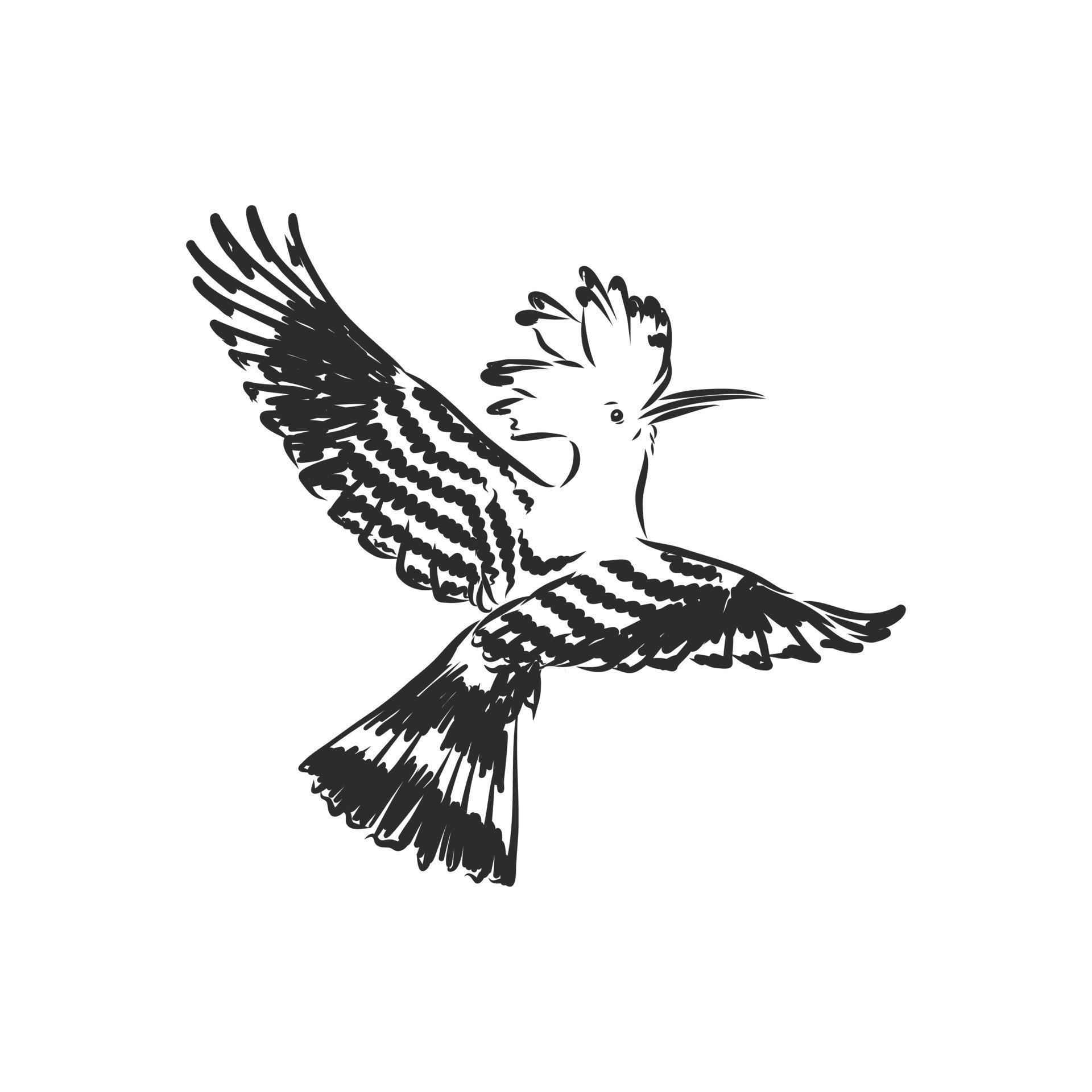 hoopoe bird vector sketch 8917651 Vector Art at Vecteezy