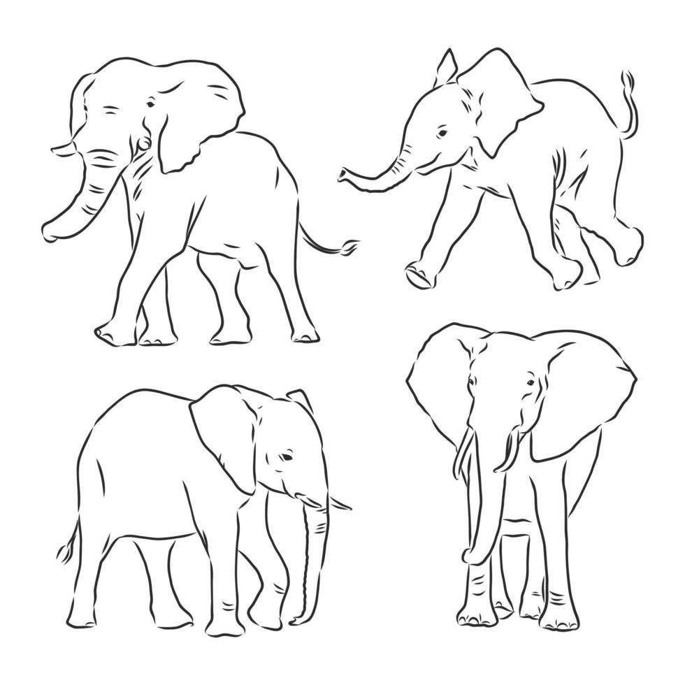 dibujo vectorial de elefante vector