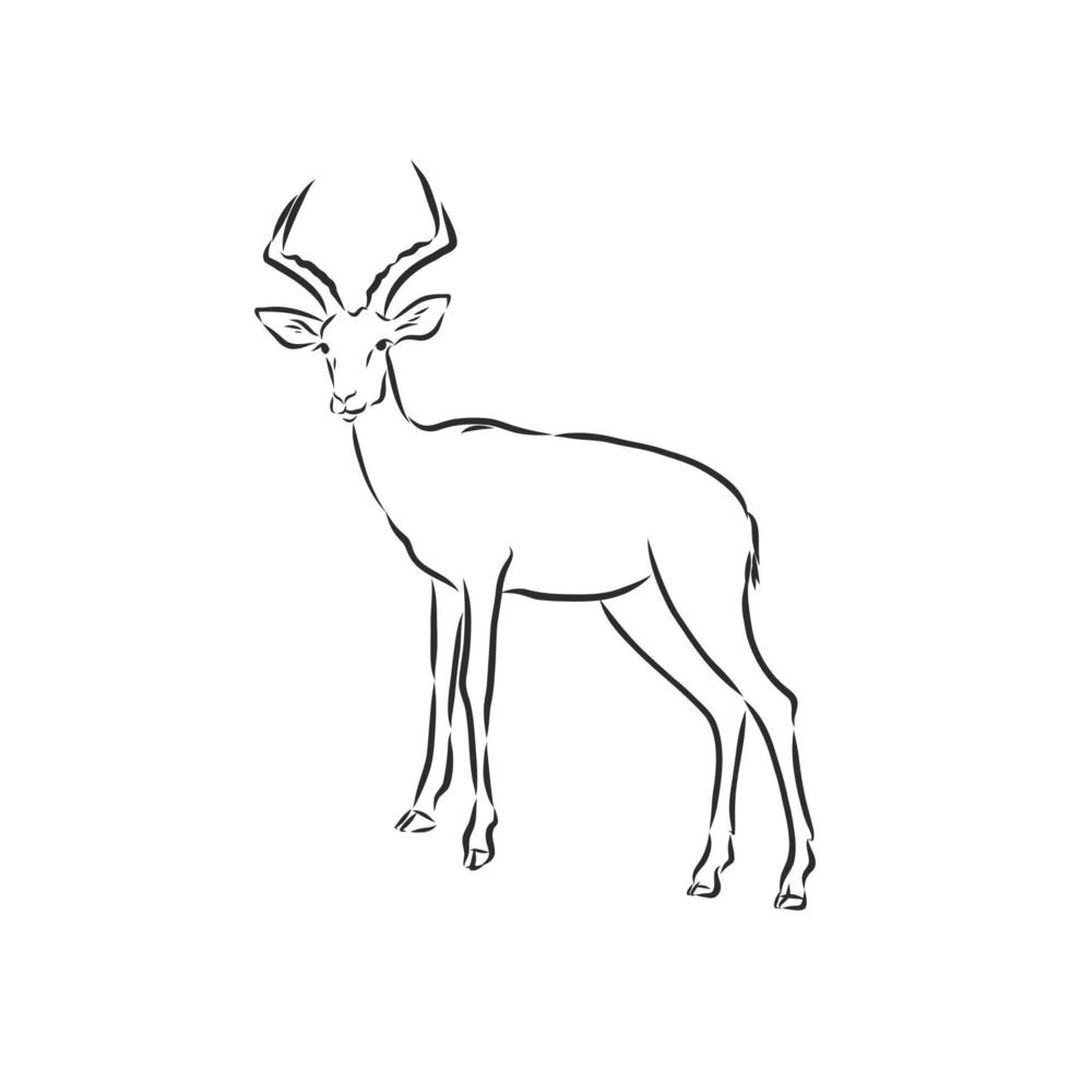 roe deer vector sketch