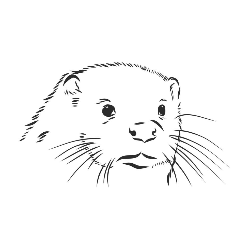 bosquejo del vector de la nutria