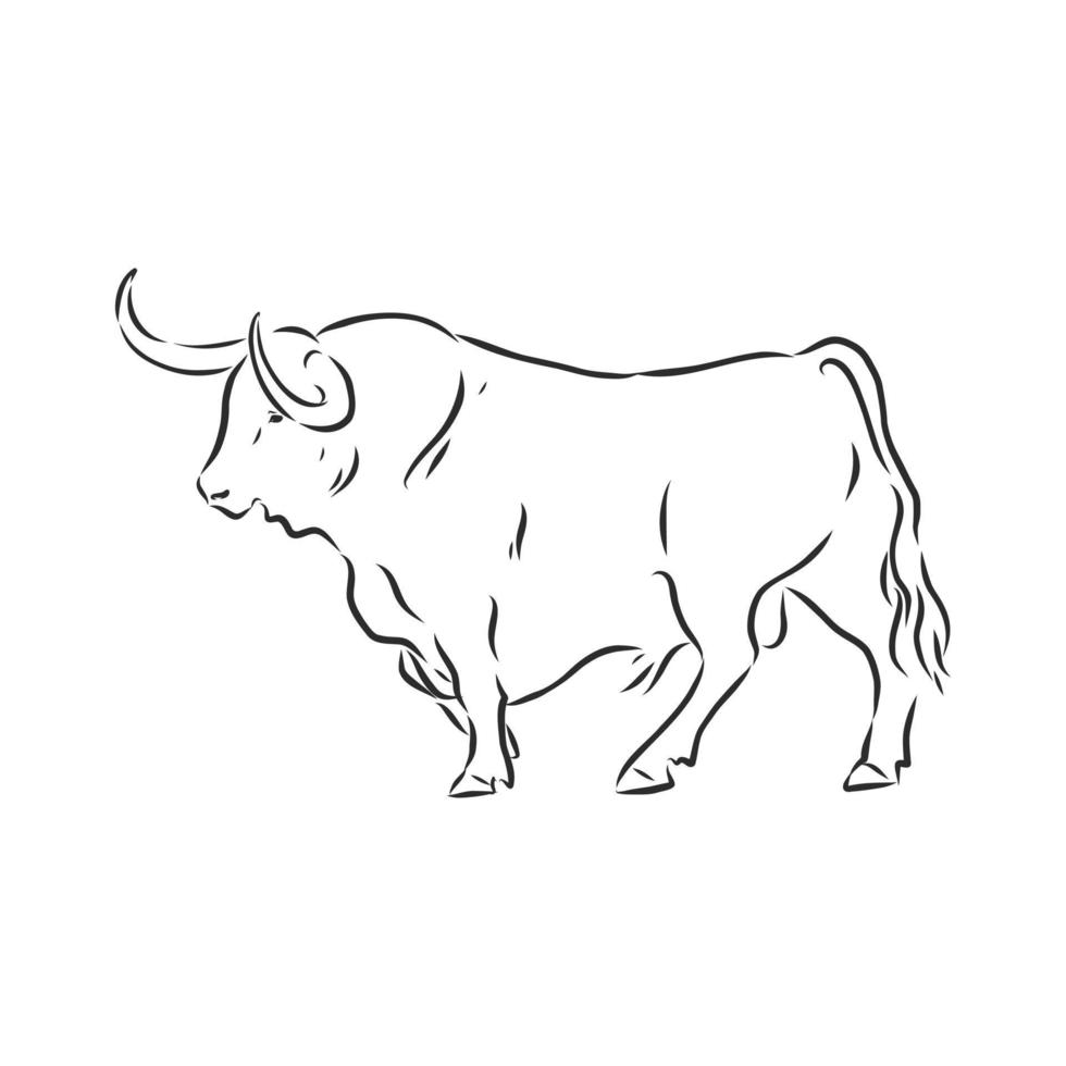 bosquejo del vector de la vaca del toro