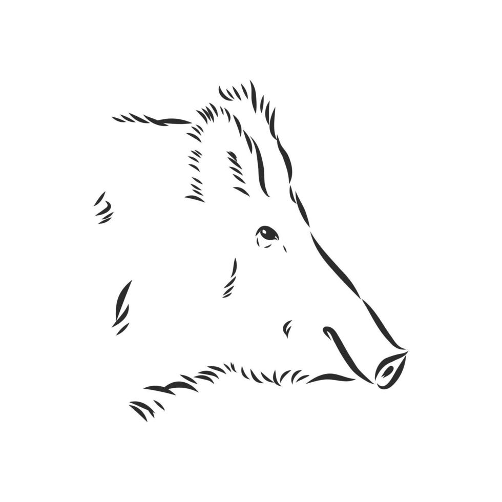 wild boar vector sketch